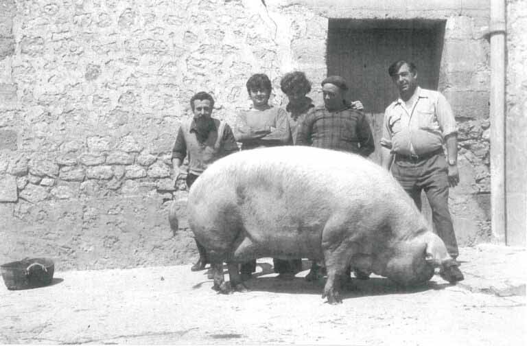 Grupo de hombres con un gran cerdo en Ibiza