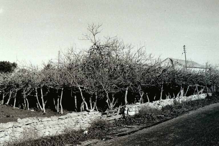 La higuera de los 100 estalones Formentera